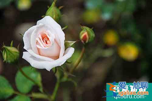 玫瑰花是什么季节开的 玫瑰花是怎样的？