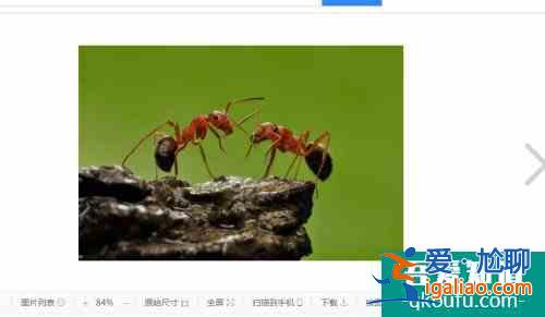 红火蚁会飞吗 红火蚁咬伤后有何症状？