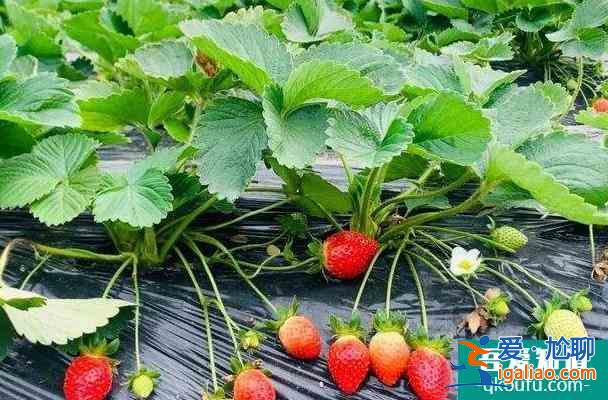 福州哪里有摘草莓的地方 去摘草莓多少钱一斤？