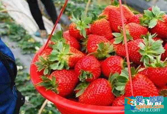 福州哪里有摘草莓的地方 去摘草莓多少钱一斤？