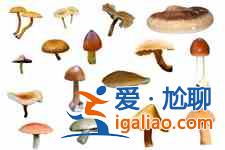 蘑菇汤？
