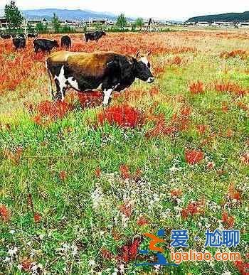 选对出游地  晚立秋也能“凉飕飕”？