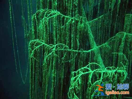 【卡因德湖美景】揭秘卡因德湖底森林奇观？