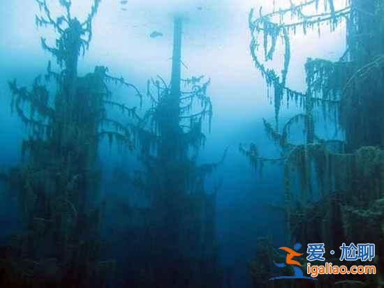 【卡因德湖美景】揭秘卡因德湖底森林奇观？