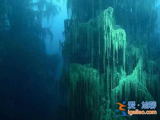 【卡因德湖美景】揭秘卡因德湖底森林奇观？
