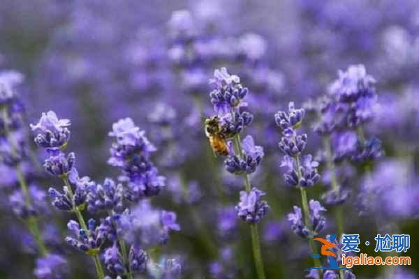 【新疆伊犁薰衣草】沉迷在新疆伊犁薰衣草花海  遇见“塞外江南”？