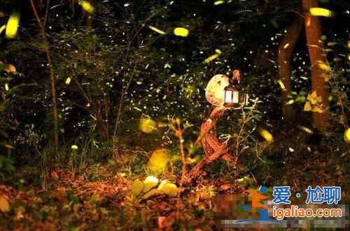 【中国哪里有萤火虫】国内观赏萤火虫的那些地儿？