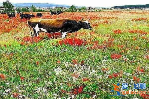 夏日清凉好去处 十大避暑胜地？