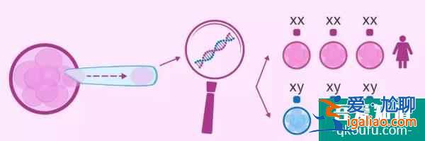 盘点:试管婴儿囊胚移植有哪些优势?? 盘点:试管婴儿囊胚移植有哪些优势??