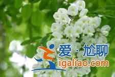 槐花饼的做法？