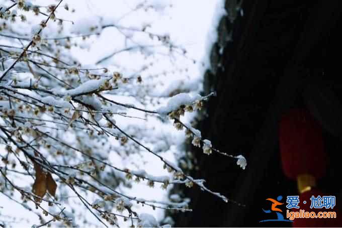 不谈油菜花，来看看下雪的婺源有多美！？