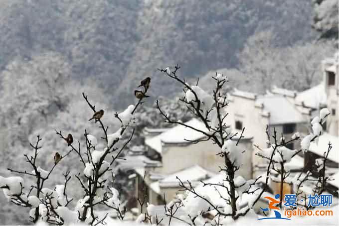不谈油菜花，来看看下雪的婺源有多美！？