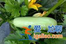西葫芦饼？