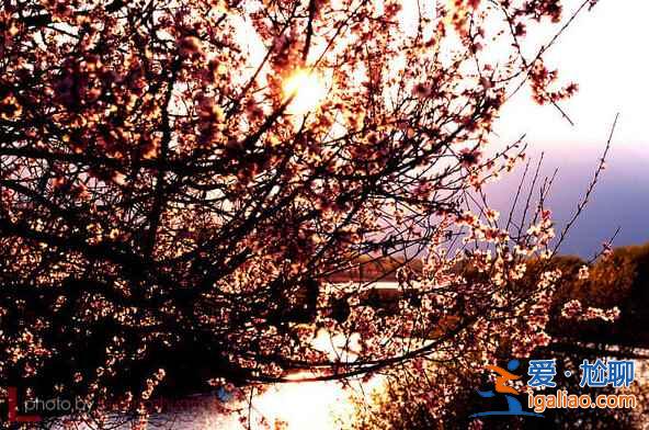 中国最美的春天是什么样的？？