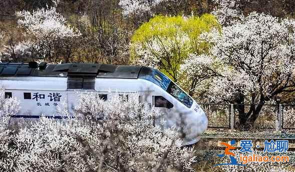 春日列车变雪国列车，你觉得哪个季节更美？？