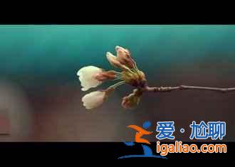 汉口江滩芦苇怎么去，2015汉口江滩芦苇时间？