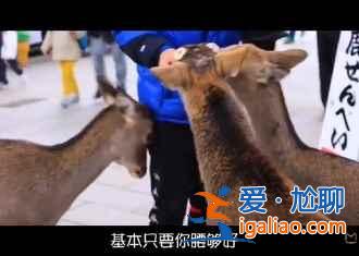 【看樱花，泡温泉】盘点日本5大著名温泉旅馆？
