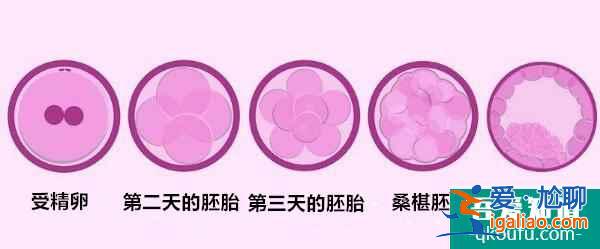 试管婴儿移植两个囊胚，怀双胎的成功率是多少？？