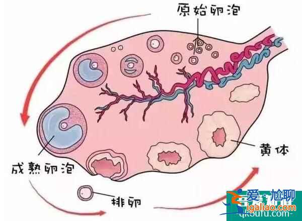 单角子宫能通过试管婴儿生龙凤胎吗？？