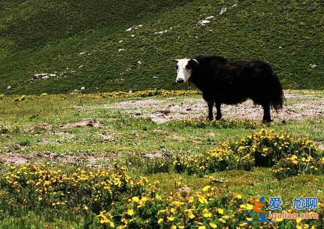 青海玉树：一方明媚、质朴和浴火重生的土地？