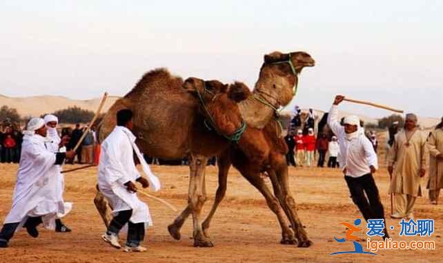 突尼斯的斗骆驼大赛，够喧嚣！？