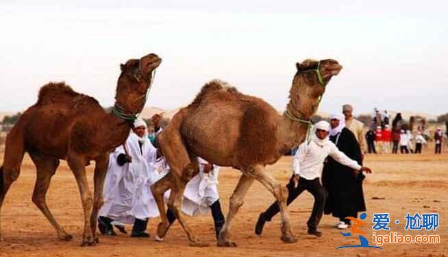 突尼斯的斗骆驼大赛，够喧嚣！？