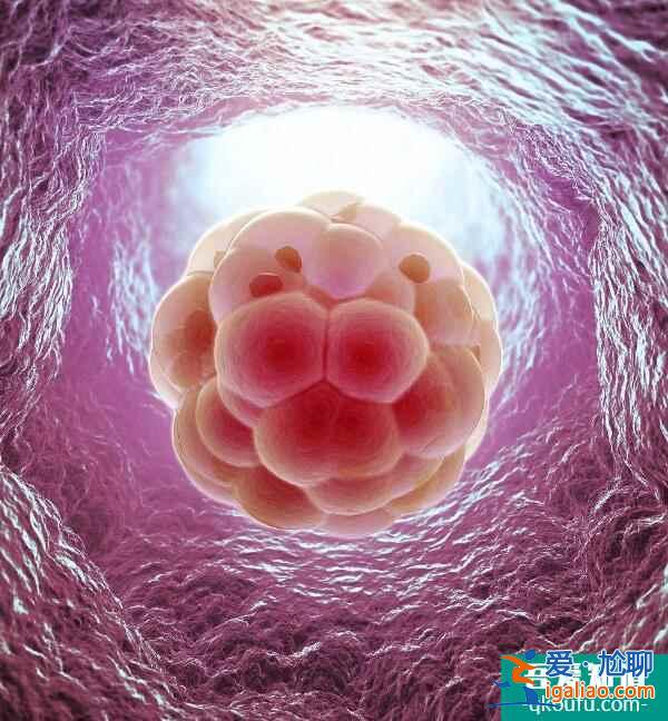 试管婴儿囊胚移植成功率与子宫内膜有何关系？？