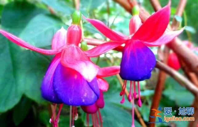 广州最美赏花地，去“花城”看花吧！？