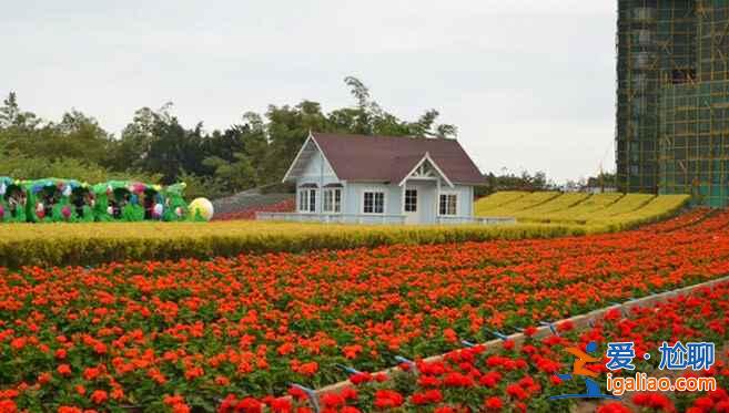 广州最美赏花地，去“花城”看花吧！？