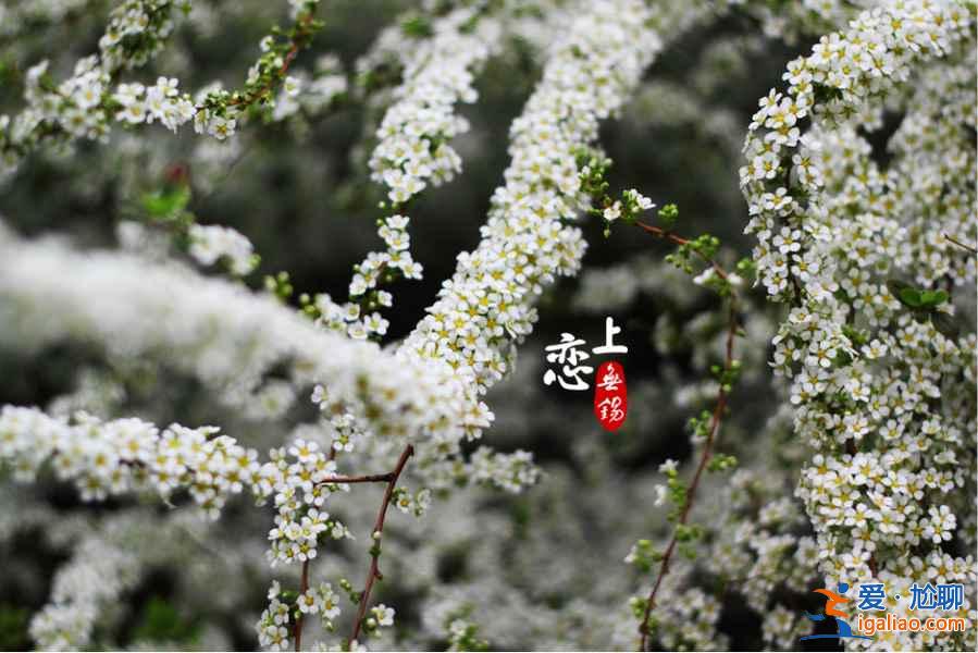 上海赏花好去处，春天去上海赏花地推荐？