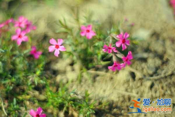 上海赏花好去处，春天去上海赏花地推荐？