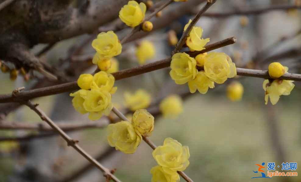 上海赏花好去处，春天去上海赏花地推荐？