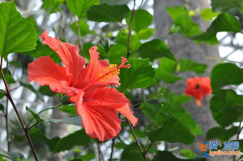 上海赏花好去处，春天去上海赏花地推荐？