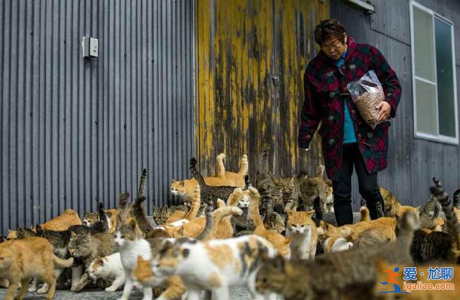 喵星人真的占领地球了！走进日本猫岛？