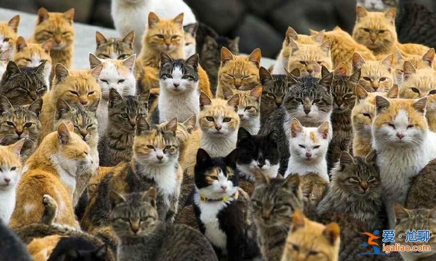 喵星人真的占领地球了！走进日本猫岛？