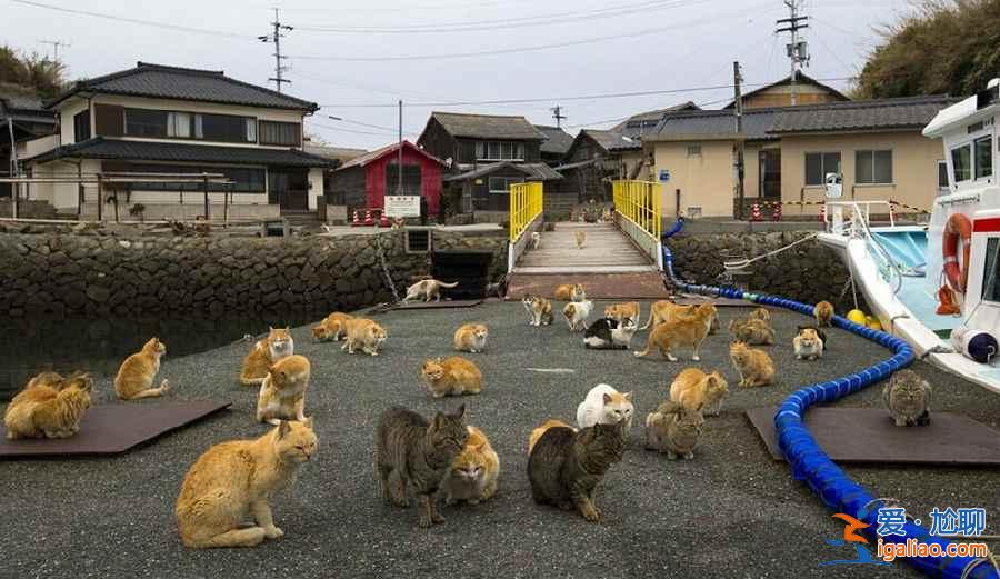 喵星人真的占领地球了！走进日本猫岛？