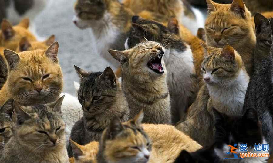 喵星人真的占领地球了！走进日本猫岛？