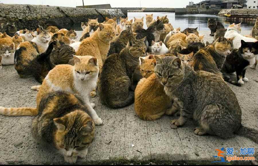 喵星人真的占领地球了！走进日本猫岛？