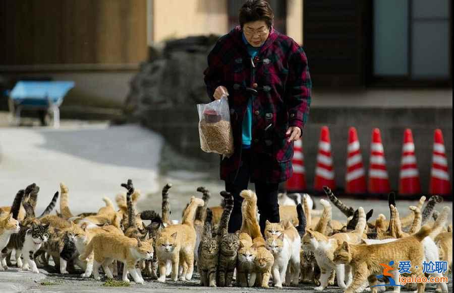 喵星人真的占领地球了！走进日本猫岛？