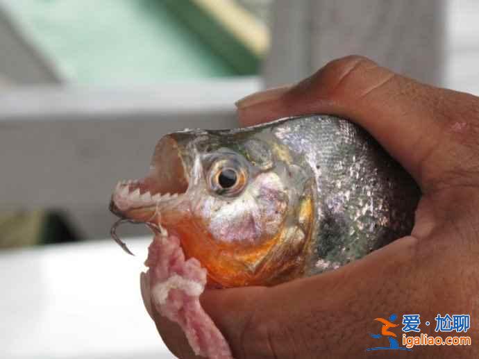 垂钓食人鱼，亚马逊河上的一个特色旅游项目？