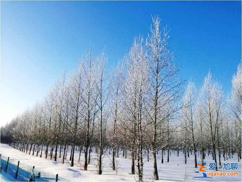 一路向北 纵驰人生——自驾满洲里，追逐最美雪景？