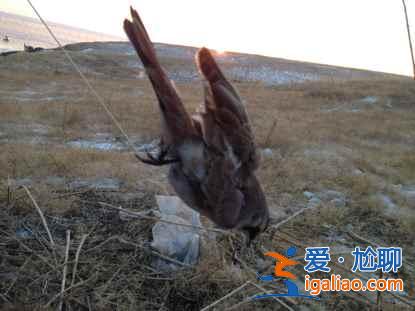 一路向北 纵驰人生——自驾满洲里，追逐最美雪景？