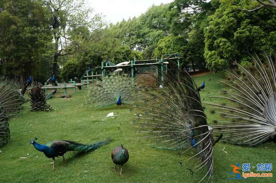 昆明八景有哪些,一起来数数? 昆明八景有哪些,一起来数数?