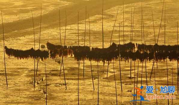 福建霞浦：碧海溢彩、滩涂铺金，美得不可思议！？