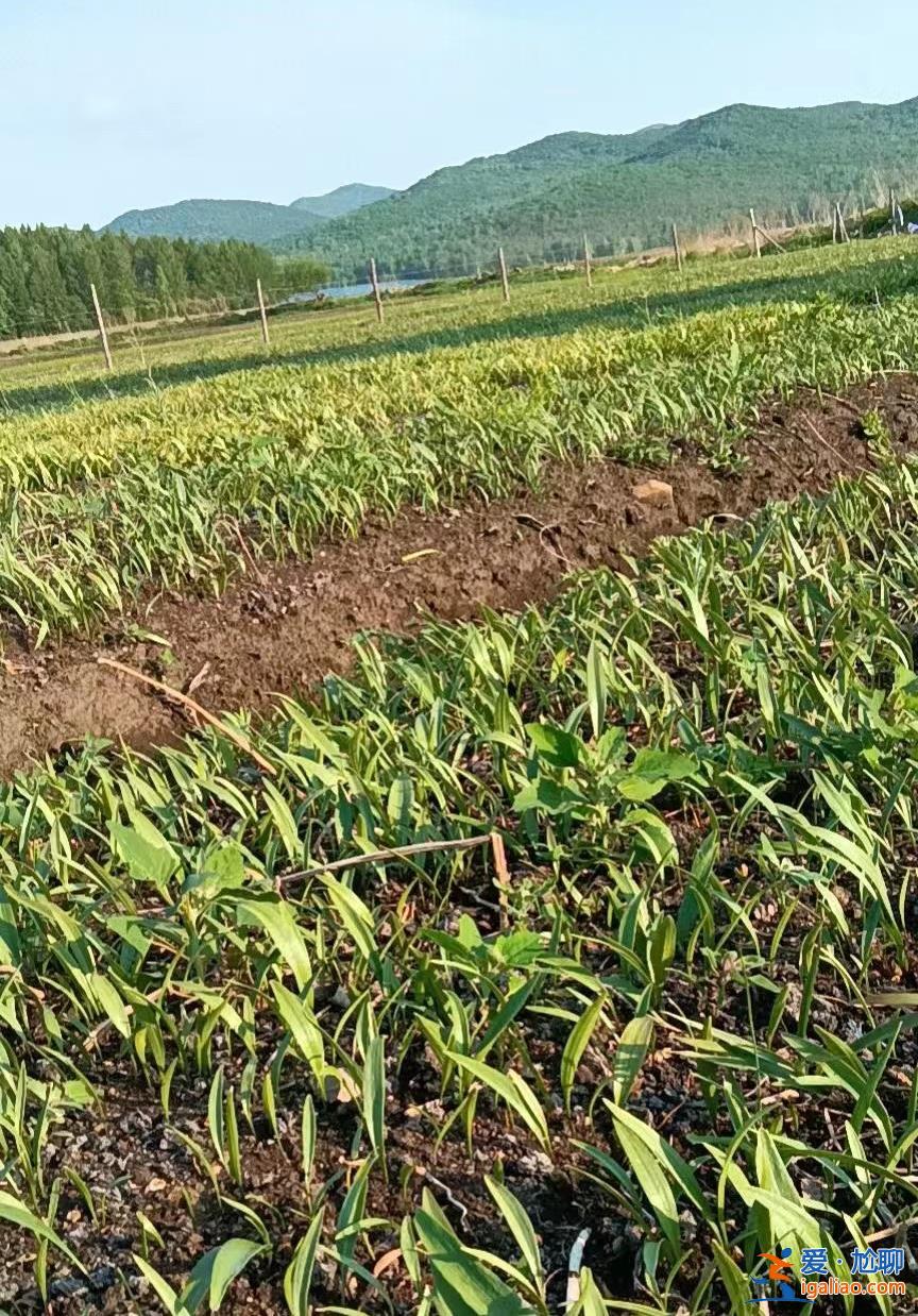 “脆弱”的基层医疗 将要抵挡“99%”的感染浪潮？