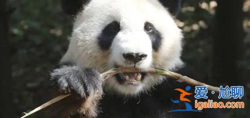 美国动物园宣布将大熊猫丫丫和乐乐归还中国，，结束20年的租[熊猫]？