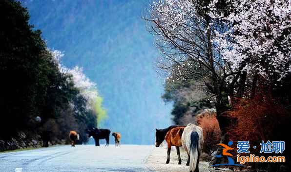 【西藏摄影】一路美景，风光无限？