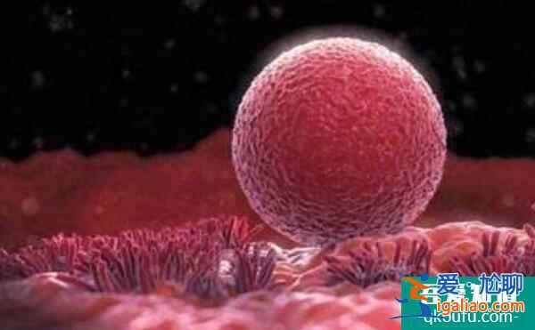 为什么单囊移植成试管婴儿主流?? 为什么单囊移植成试管婴儿主流??