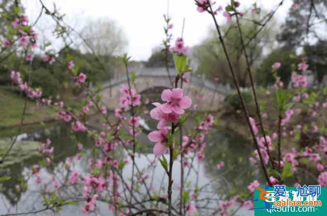 西湖景区迎来旅游旺季 杭州交警送你一份踏青攻略？