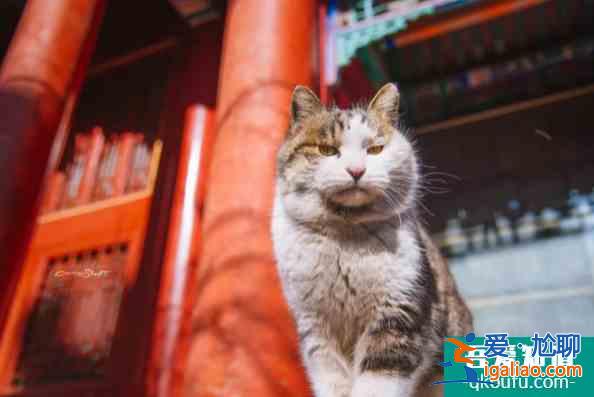 故宫的猫可以领养么 故宫的猫是什么品种？